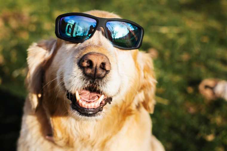 A golden retriever wearing sunglasses in the park.